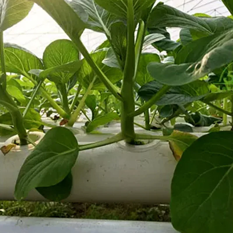 Hydroponic Kit - 무토양 재배 시스템 키트, PVC 파이프를