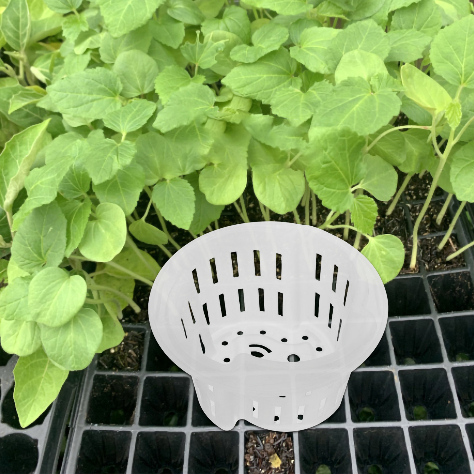 4개 세트, 수경 재배용, 두꺼운 통기성 플라스틱 재질 - Plant Pot 리뷰 및 가격
