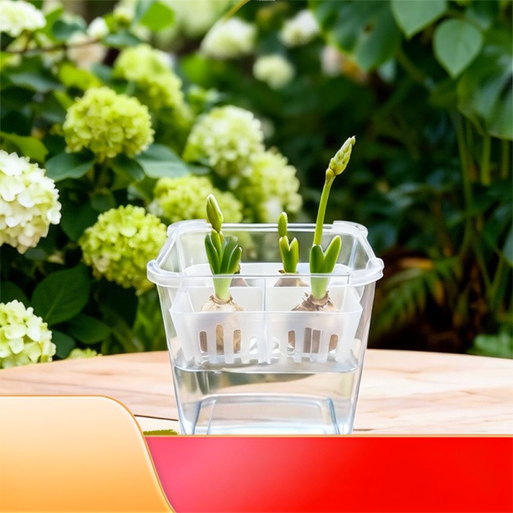 튤립과 백합을 심을 수 있는 투명한 수경 재배용 화분, - Plant Pot 리뷰 및 가격