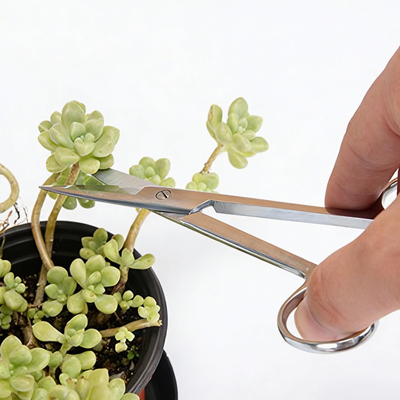 식물 가위 스테인리스 스틸 인체공학적 전정가위 실내 식 - Pruning Shears 리뷰 및 가격